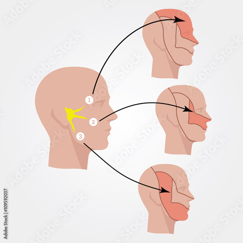 The trigeminal nerve. Human head. Flat illustration.