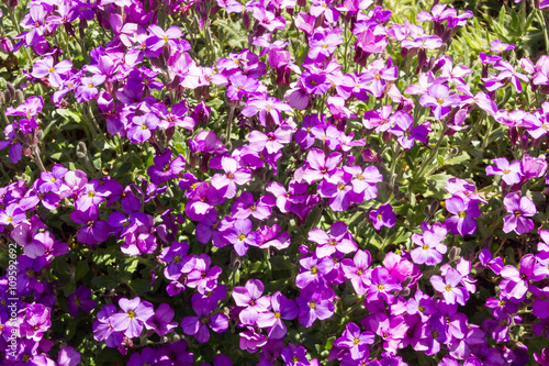 Aubretia