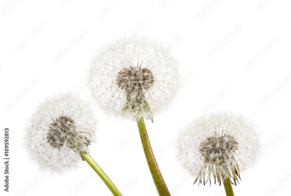 Obraz premium Dandelion on a blue background. Air flower close-up