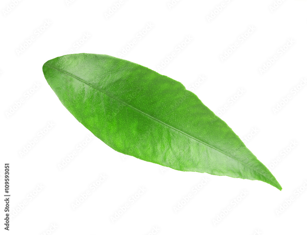 Fototapeta premium Green leaf of orange tree, isolated on white