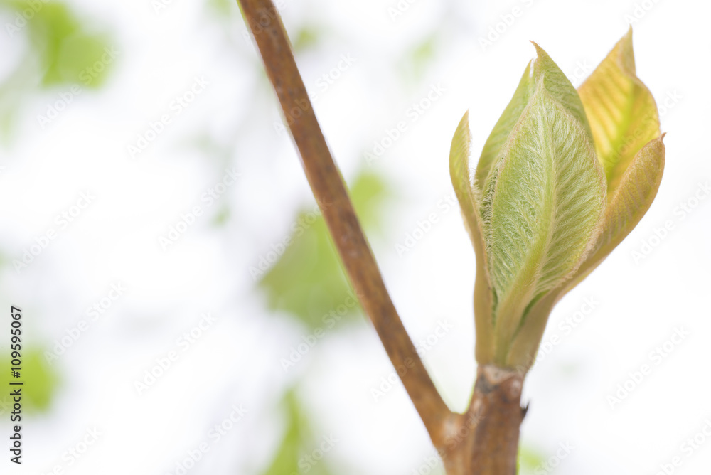 春の新芽 春の新芽