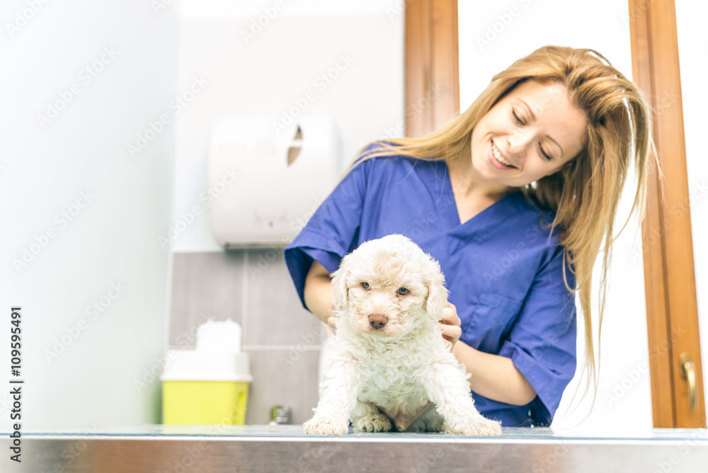 Veterinary checking a dog puppie in her studio Veterinary checking a dog puppie in her studio