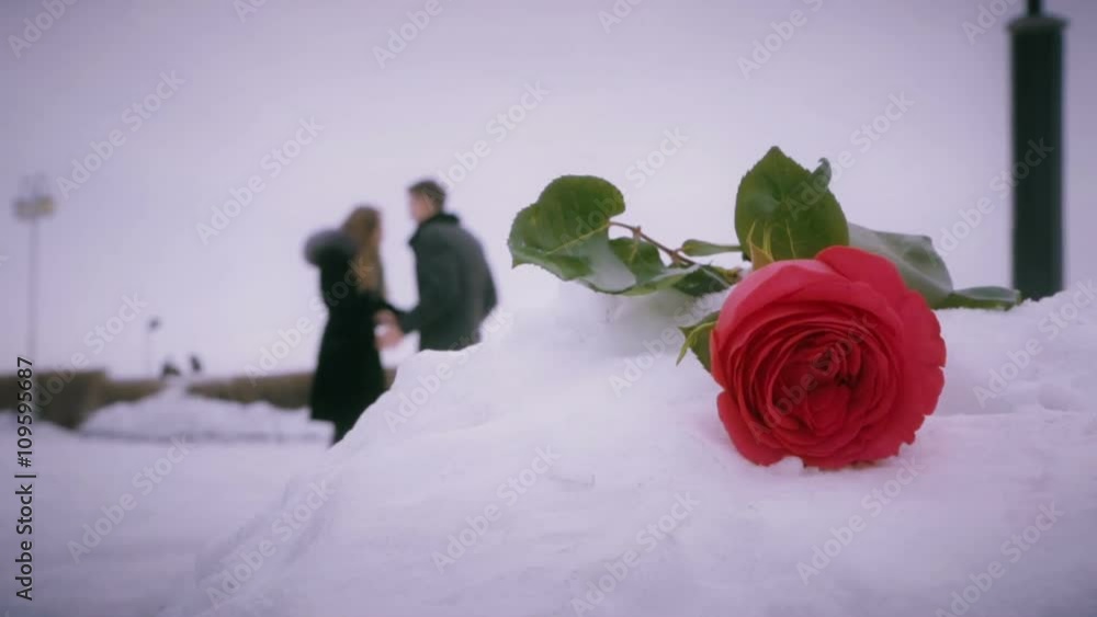 Man and woman swear on background of roses in snowdrift.