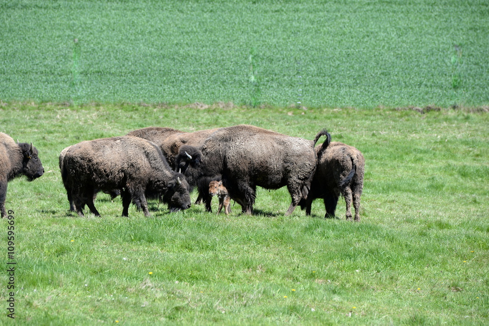 little one, newborn buffalo calf with it´s herd little one, newborn buffalo calf with it´s herd