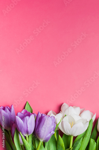 Purple and White tulips on gradient pink background with copy sp