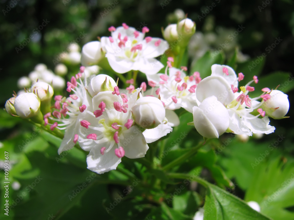Close-up of Hawthorn blossom with pink stamens Close-up of Hawthorn blossom with pink stamens