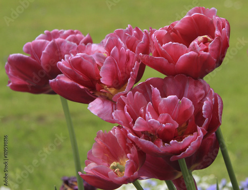 vinous tulips