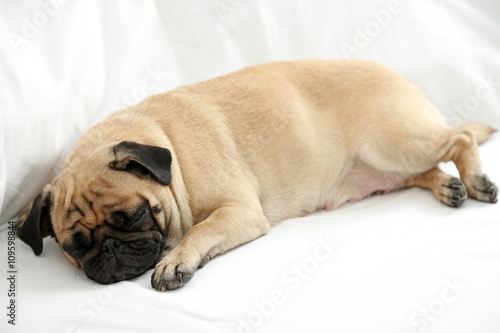 Pug dog sleeping in bed