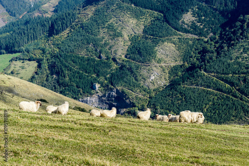 Flock of sheep, Leniz valley, Guipuzcoa (Spain)