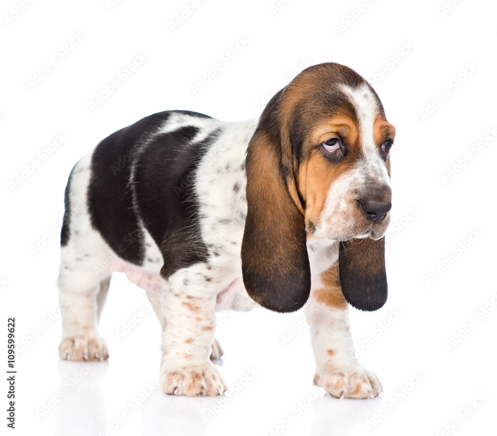 Young basset hound puppy looking away. isolated on white backgro