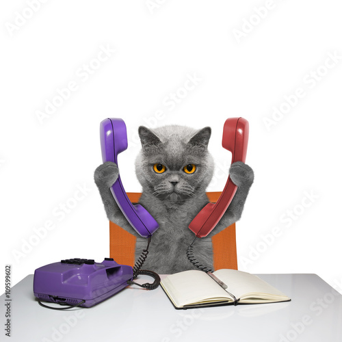 Fototapeta Naklejka Na Ścianę i Meble -  cat is talking over two phones