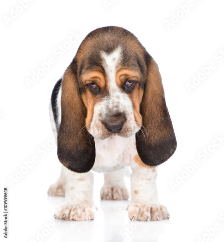 Portrait young basset hound puppy standing in front. isolated on