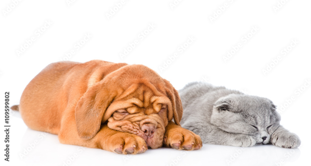 Obraz premium Bordeaux puppy sleep with gray cat. isolated on white background