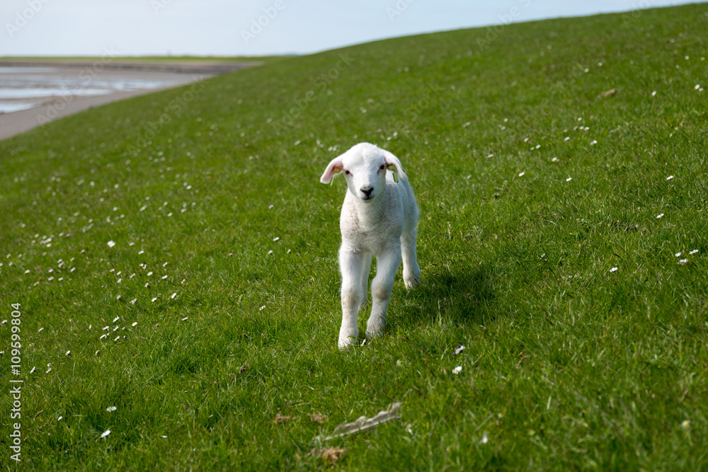 Baby Lamb on green field Baby Lamb on green field