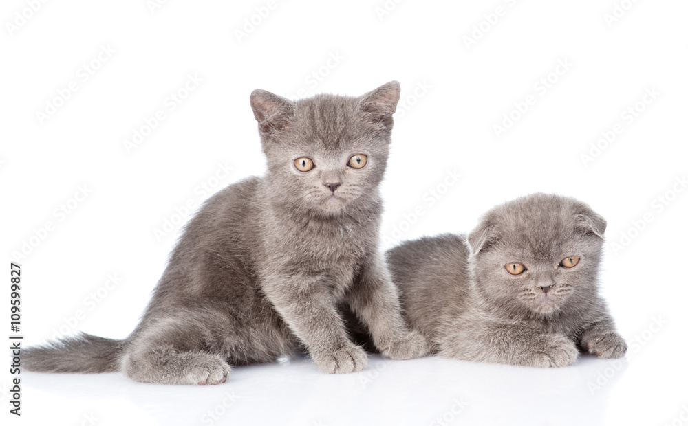 Portrait two cute kittens. isolated on white background