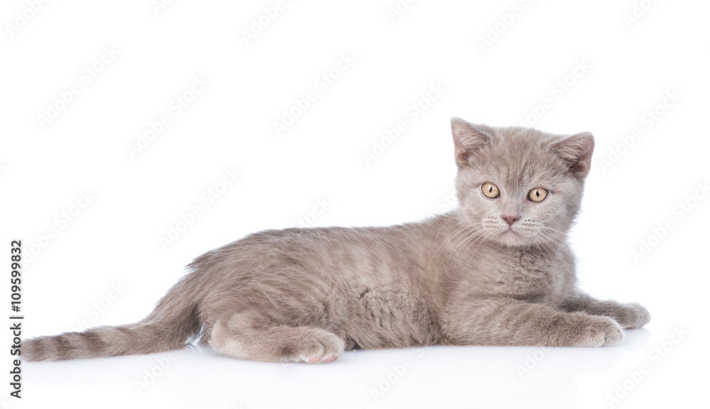 Portrait young gray kitten. isolated on white background