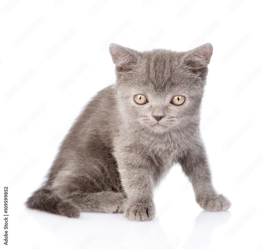 Portrait tiny gray kitten. isolated on white background Portrait tiny gray kitten. isolated on white background