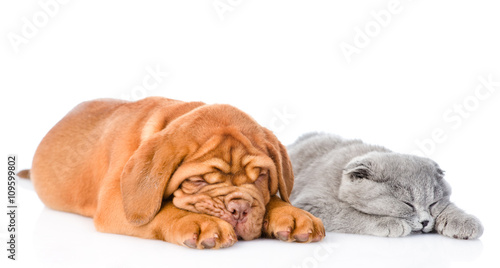 Bordeaux puppy sleep with gray cat. isolated on white background