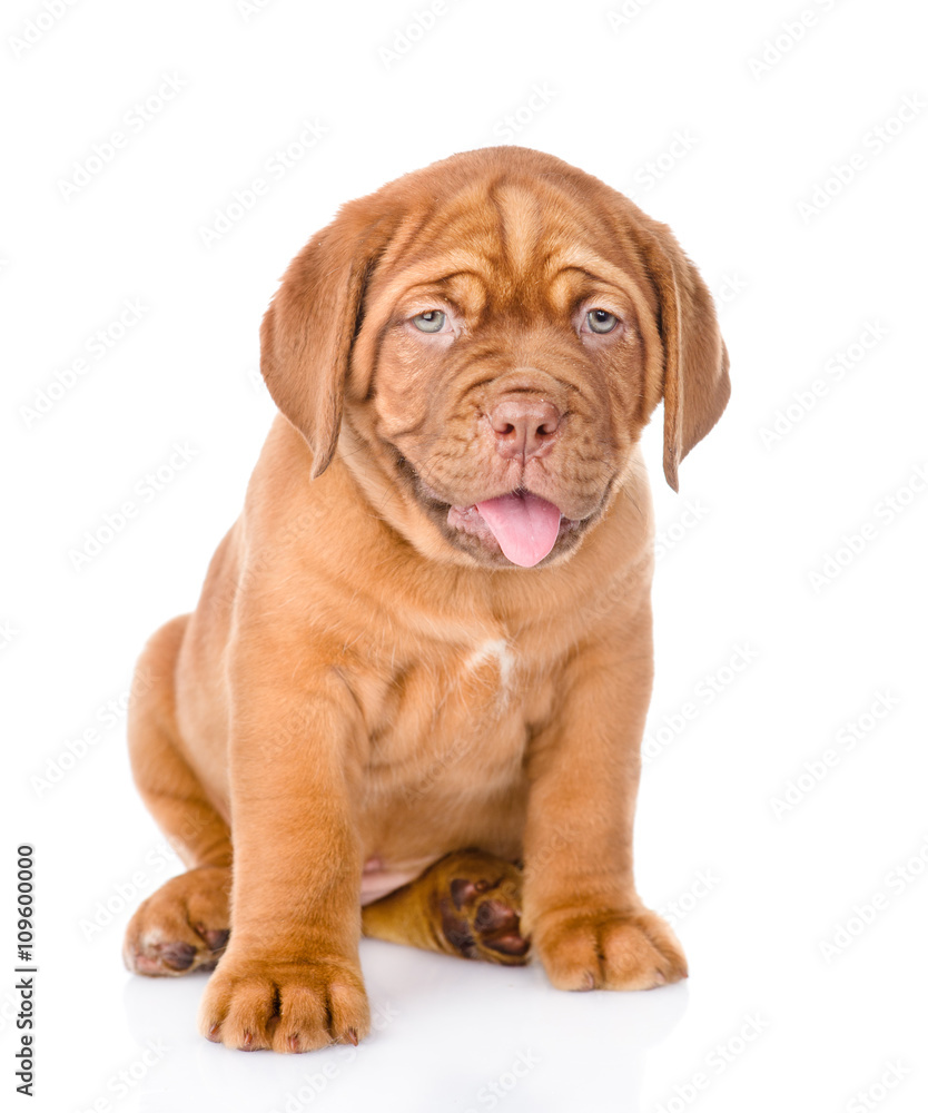 Bordeaux puppy dog sitting in front. isolated on white backgroun