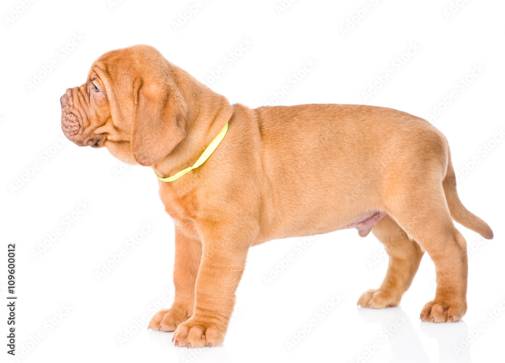 Portrait Bordeaux puppy dog standing in profile. isolated on whi Portrait Bordeaux puppy dog standing in profile. isolated on whi