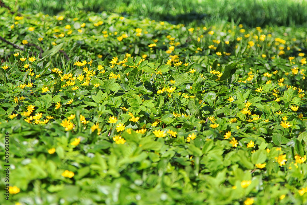 yellow flowers on the green field in spring, abstract natural background