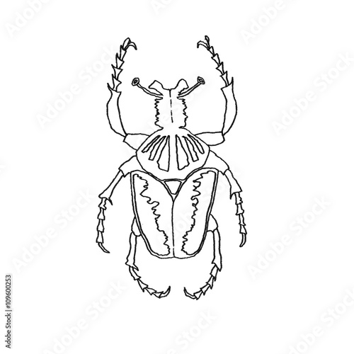 Ink illustration of a bug © khalaziy