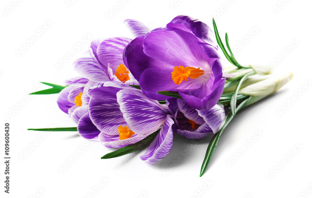 Beautiful crocus flowers isolated on white Beautiful crocus flowers isolated on white