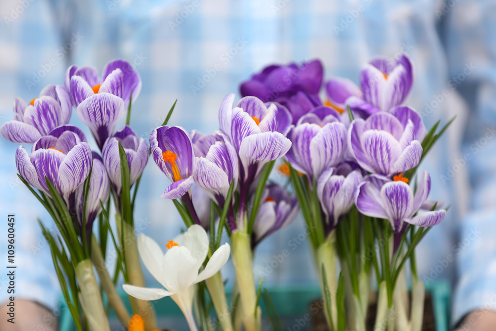 Woman holding crate with beautiful crocus flowers closeup