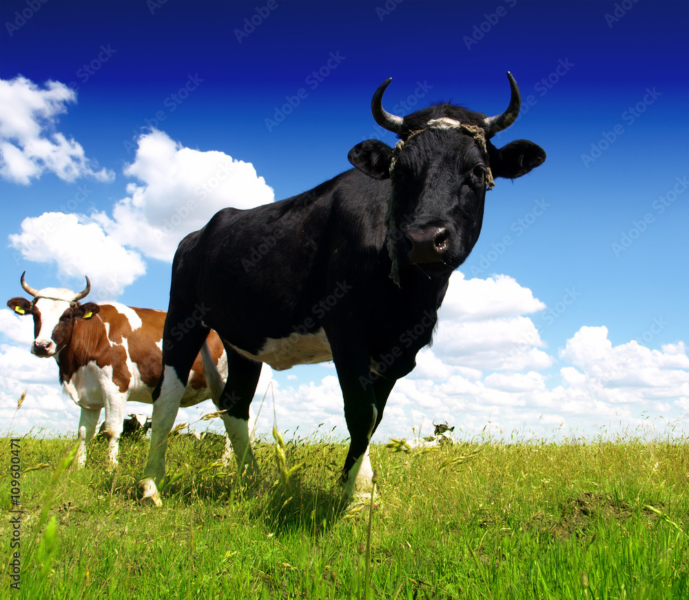 Black Bull and cow