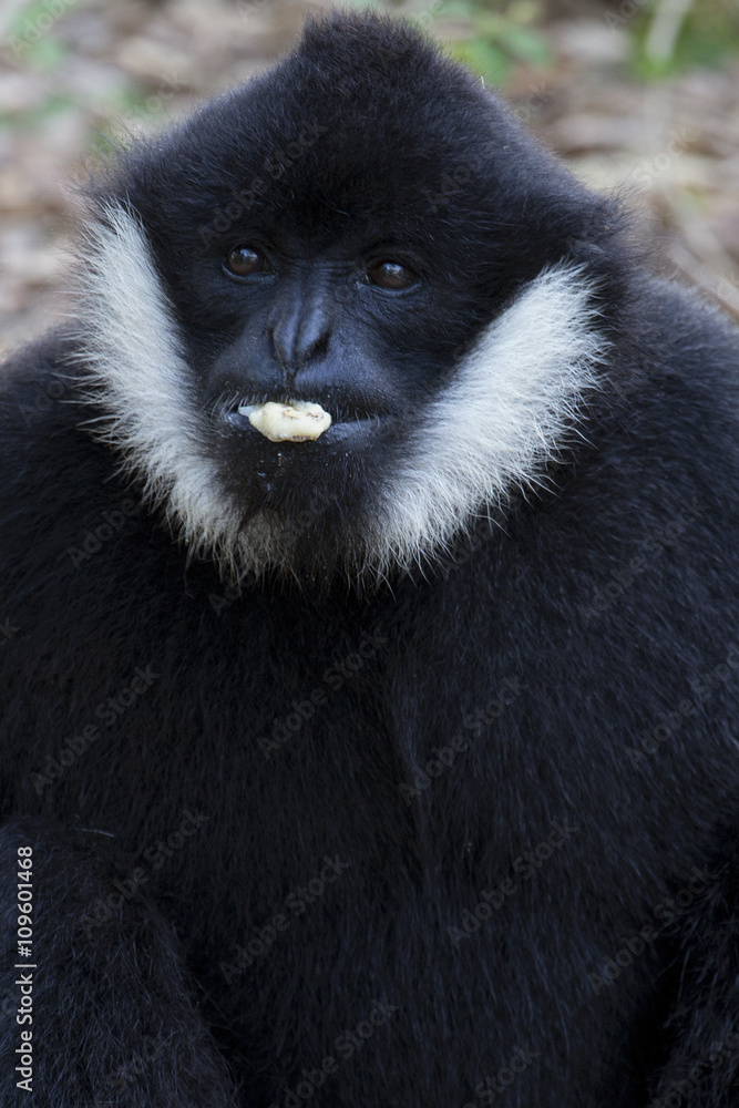 White Cheeked Gibbon or Lar Gibbon White Cheeked Gibbon or Lar Gibbon
