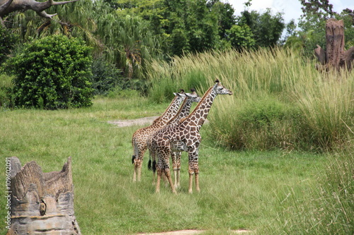 Photography Three Young Giraffes