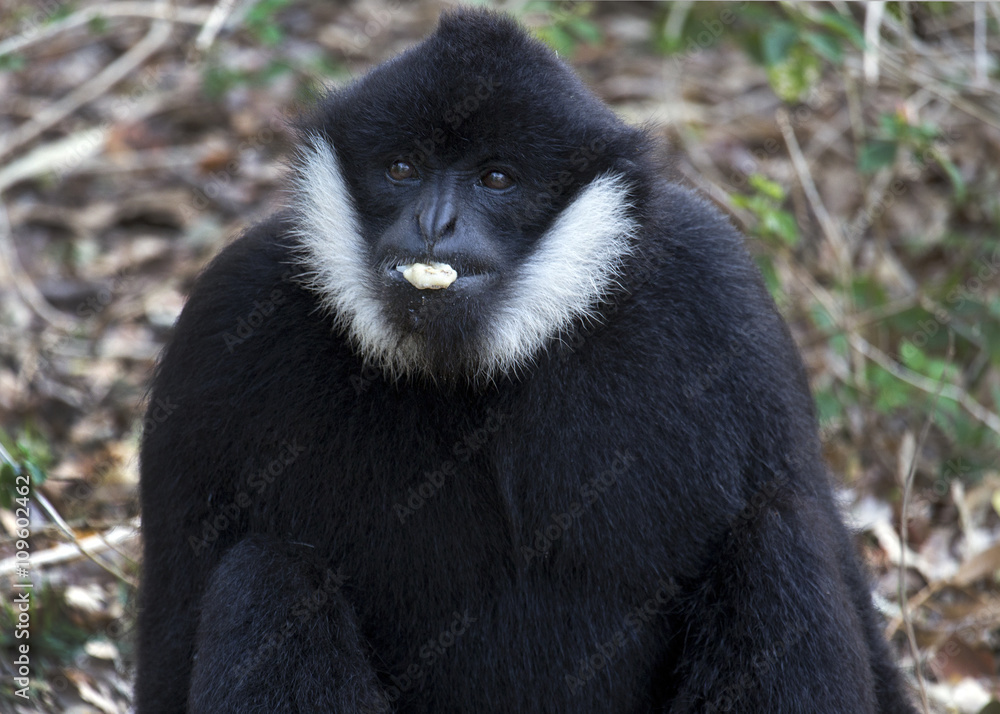 Obraz premium White Cheeked Gibbon or Lar Gibbon
