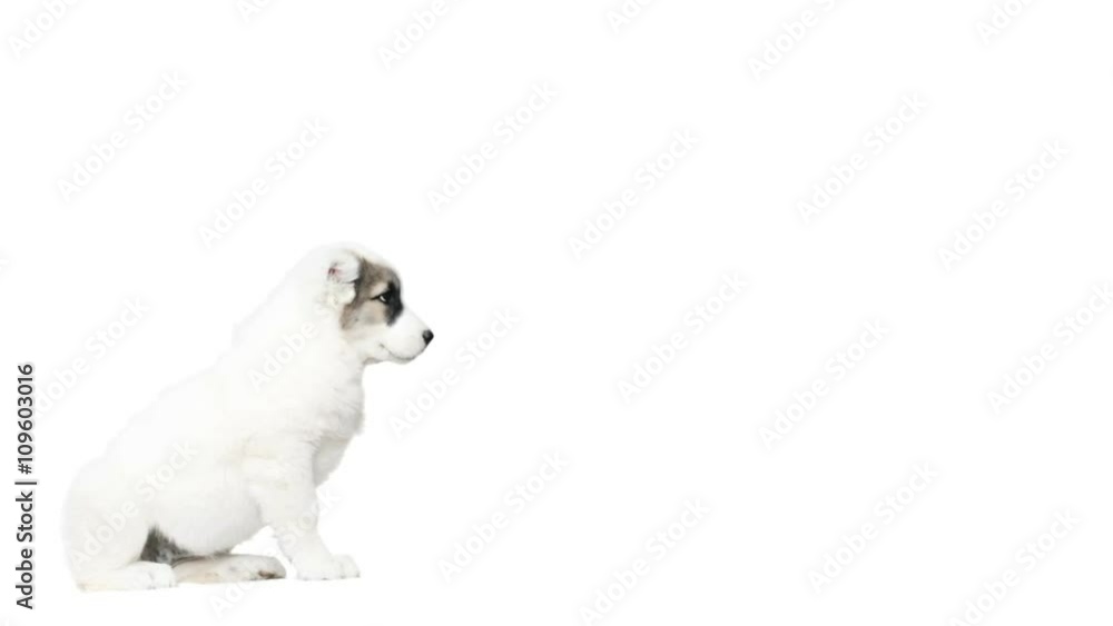puppy on a white background puppy on a white background