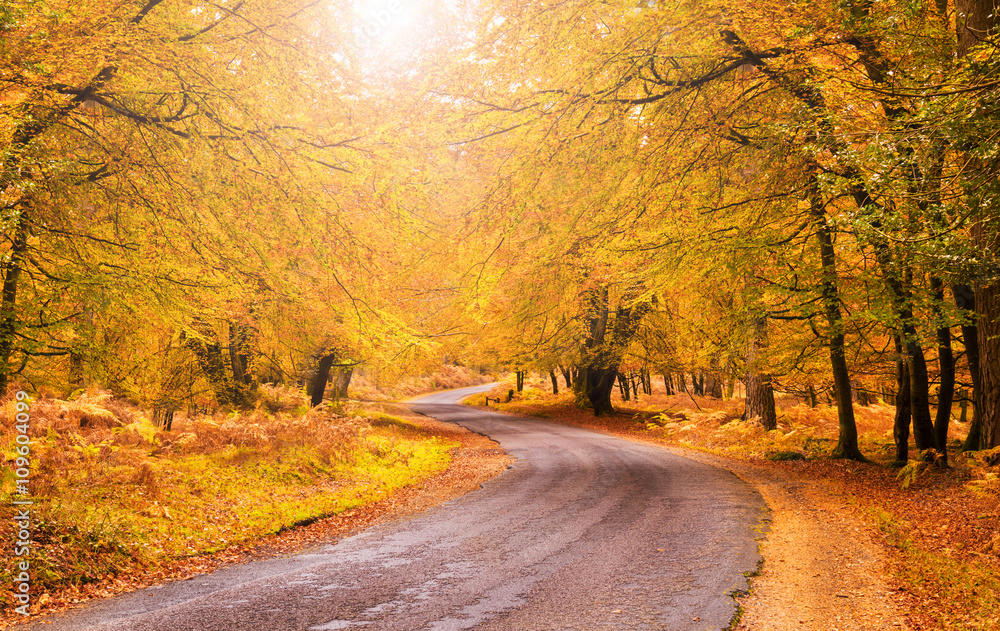 Route through orange and golden trees in the New Forest in late