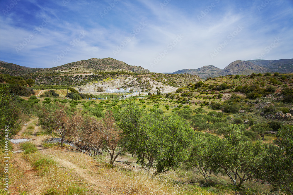 Crete olive grove