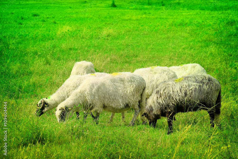 Obraz premium flock of sheep on green grass