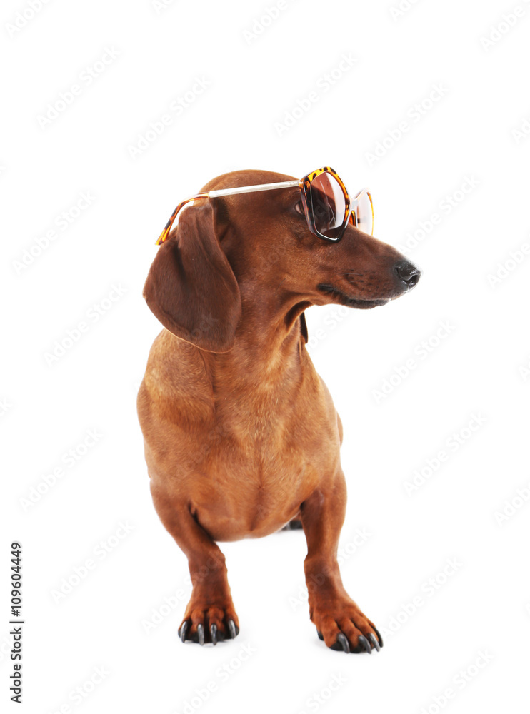 Dachshund in sunglasses isolated on white.