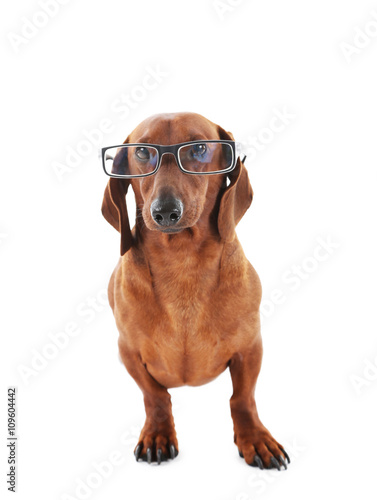 Dachshund in glasses isolated on white.