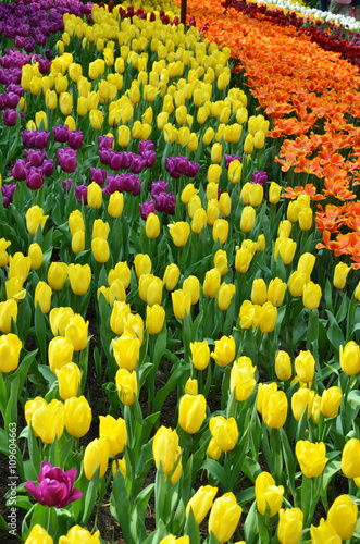 Beautiful of tulips © tang90246