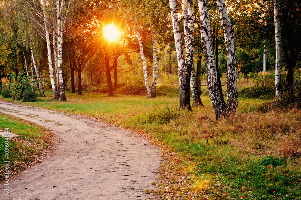 Obraz premium Birch trees and sunset