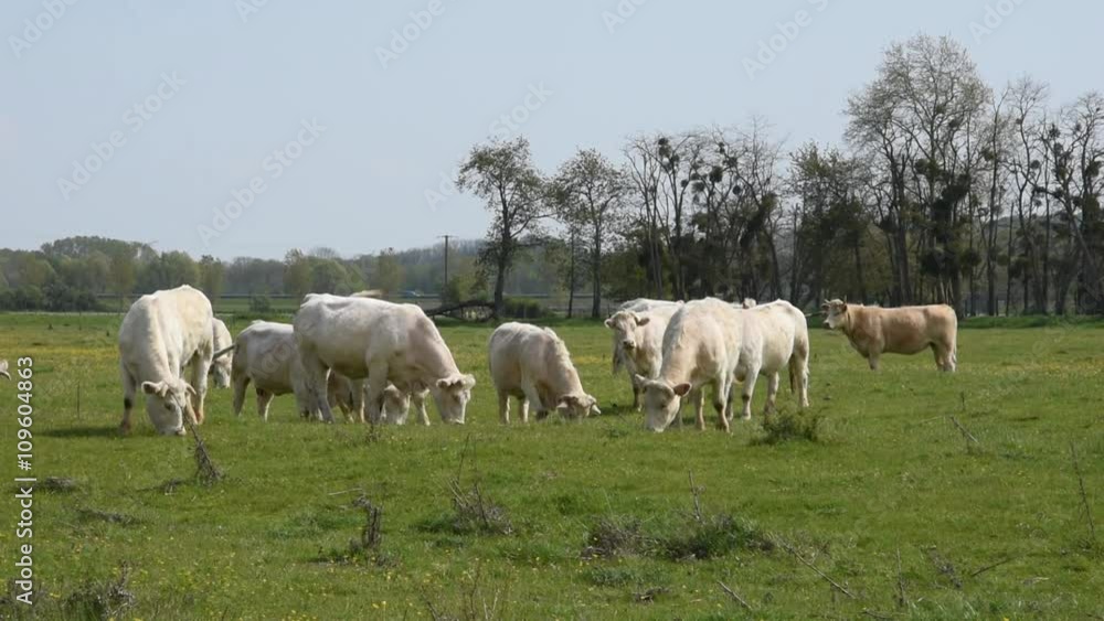 Cows in the fields Cows in the fields