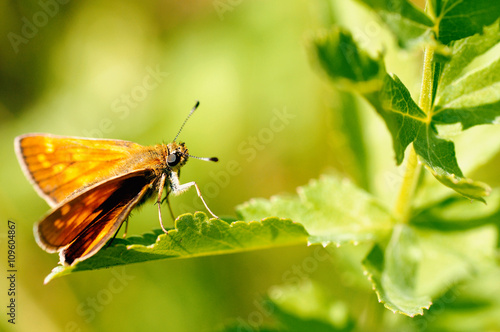 Butterfly on leaf © fragariavesca