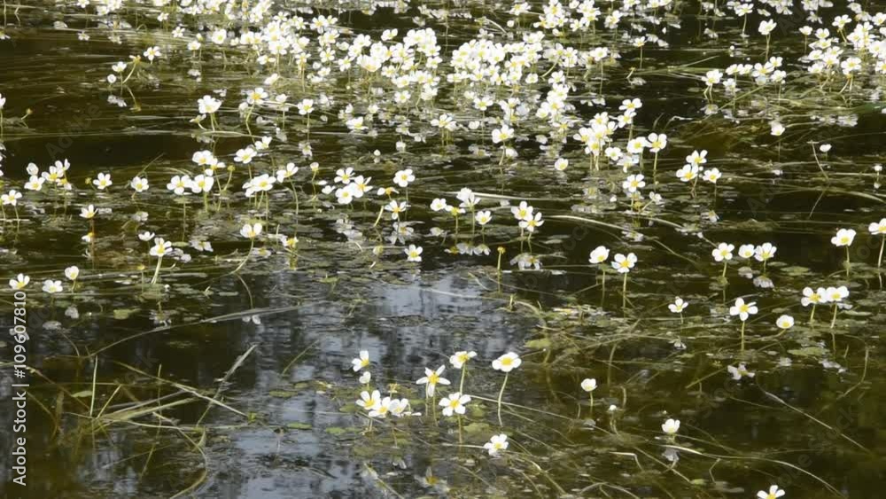 Small white flowers on the surface of water Small white flowers on the surface of water