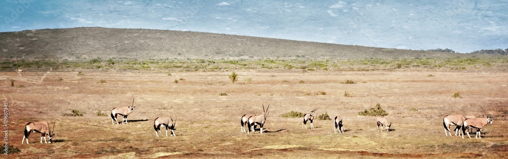 Naklejka premium Landscape with Oryx antelopes on dry meadow