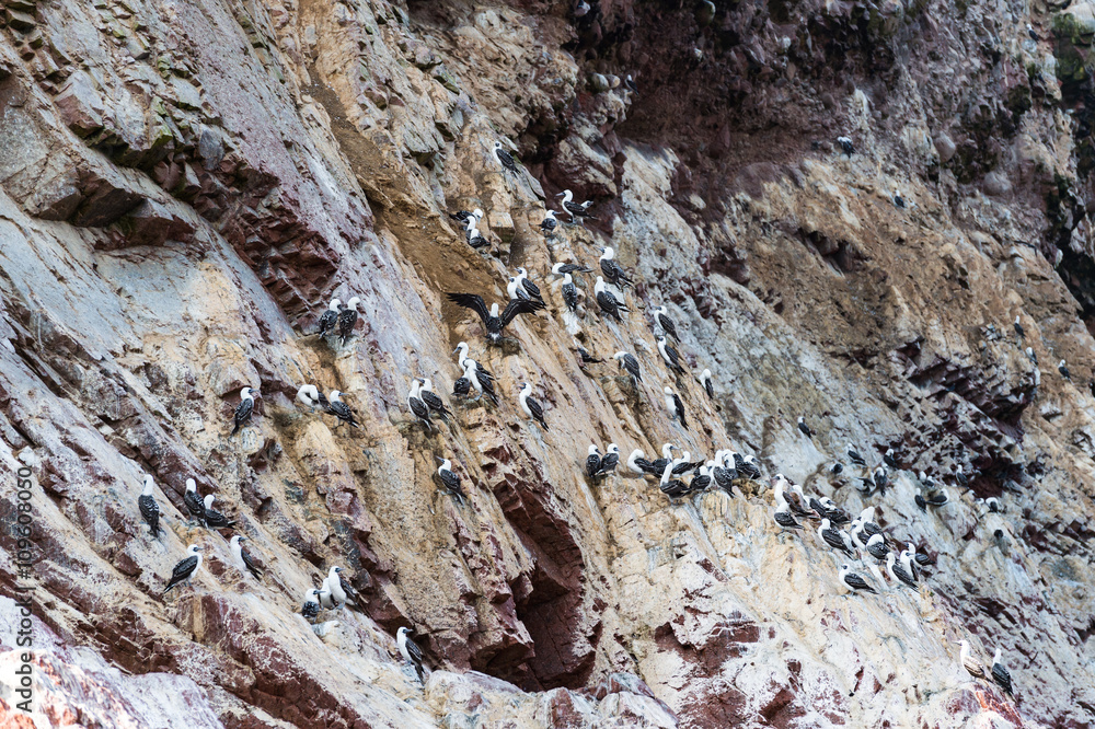 Peruvian booby on the rock, Islas Ballestas, Peru Peruvian booby on the rock, Islas Ballestas, Peru