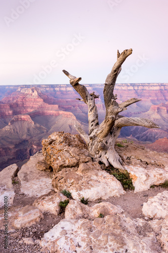 Dead tree in Grand Canyon National Park, Arizona, USA © eunikas