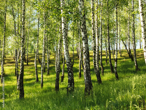Birch tree forest