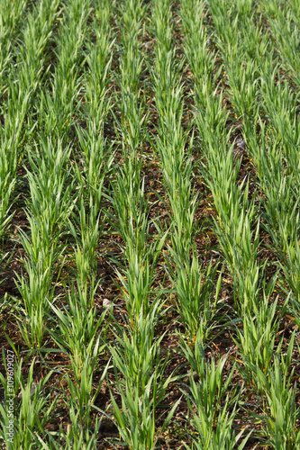 Spring wheat field.