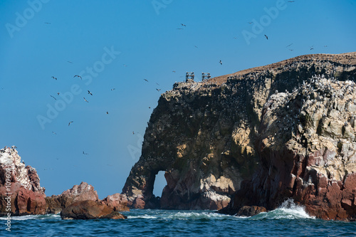 Group of Peruvian booby and  Inca Tern on the rock, Islas Balles