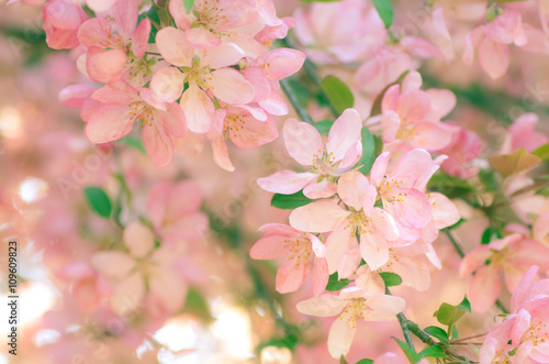 spring apple blossom